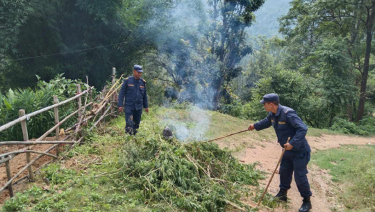 Police in Baitadi Launch Operation to Eradicate Marijuana Cultivation