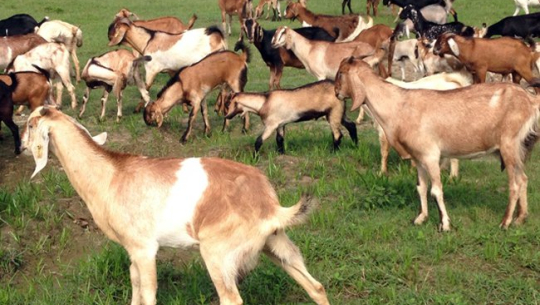 विदेशबाट फर्किएका युवाले मिलेर व्यवसायीक बाख्रापालन