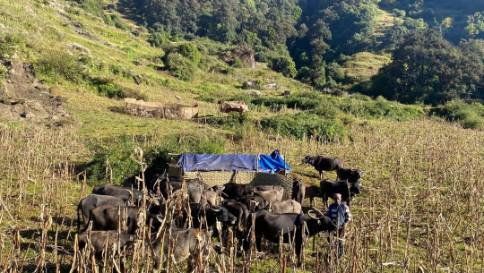 म्याग्दीका पशुगोठ बेँसी झर्न थाले