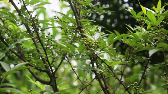 टिमुरको व्यावसायिक खेतीमा आकर्षण