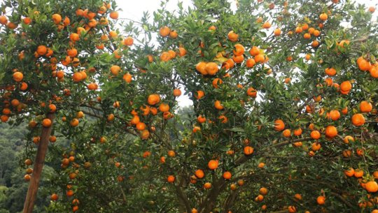 एउटै बोटमा २७ हजारको सुन्तला