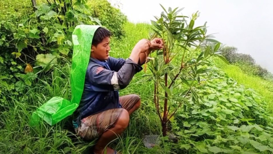सुदूरपश्चिममा खेतका गरामा ‘हरेलो’ गाडेर साउने सङ्क्रान्ति मनाइँदै
