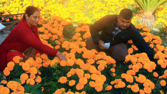 तिहारका लागि मेरिगोल्ड फूल फुलाउँदै एक दम्पती