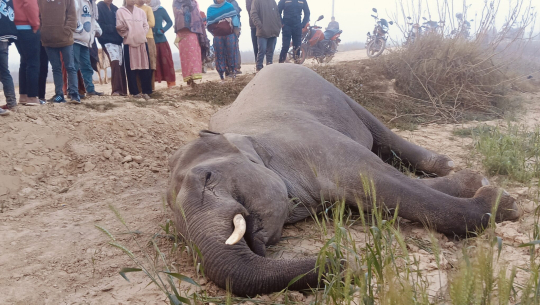 कञ्चनपुरमा वयस्क जङ्गली हात्ती मृत फेला