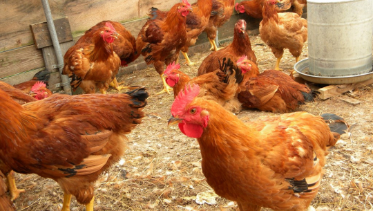 रैथाने जातका कुखुरापालनमा भविष्य खोज्दै उत्तम प्रकाश