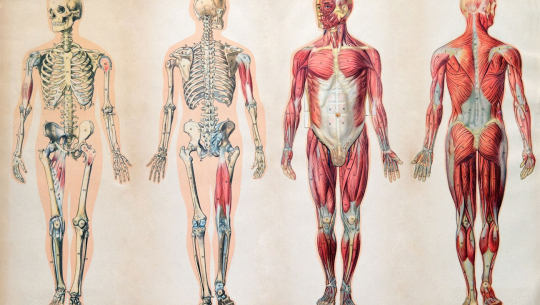 मानव शरीरमा १०७ मर्मस्थान, जहाँ आघात पुगे ‘निधन हुनसक्छ’