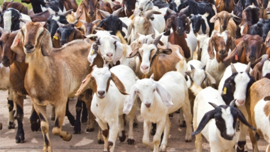 खसीबोका बिक्री नहुँदा कैलालीका किसानलाई चाडपर्वमा खर्च जुटाउन मुस्किल