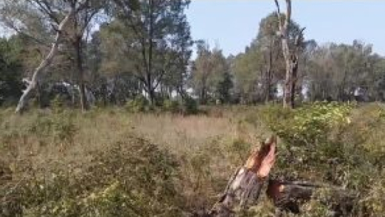 Investigation into Gaurighat deforestation enters final phase