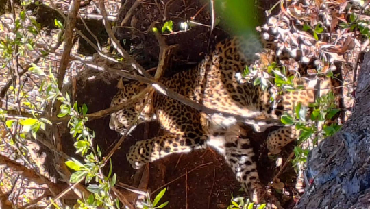  बैतडीमा पासोमा पर्‍यो चितुवा