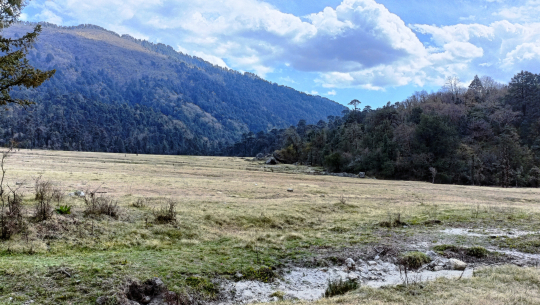 सुदूरपश्चिमको वनबाट ६ महिनामा ६ करोड ८४ लाख आम्दानी
