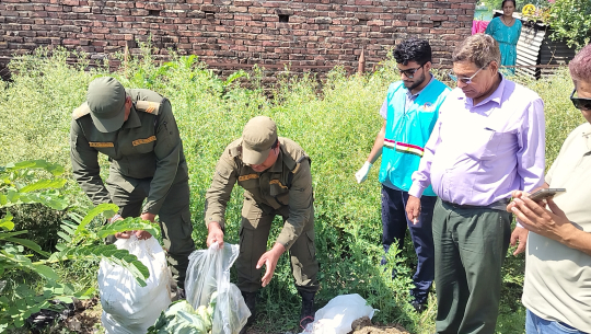कैलालीको अत्तरियामा विषादी भेटिएको तरकारी नष्ट