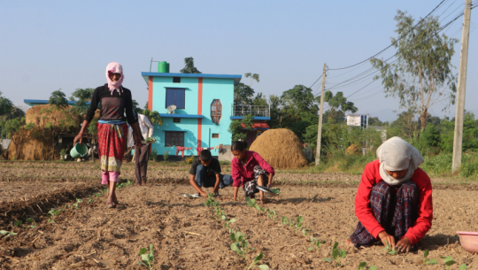 Ranatharu community in Kanchanpur earns Rs 500,000 annually from vegetable farming