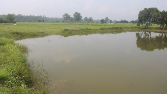धनगढीमा संरक्षण गरिएकै ताल अतिक्रमण, व्यक्तिको नाममा दर्ता गर्न नापजाँच