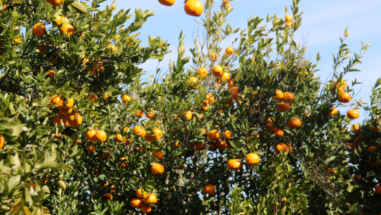 चुरेको सुन्तला बारीमै ८५ रुपैयाँमा खरिद गर्दै व्यापारी