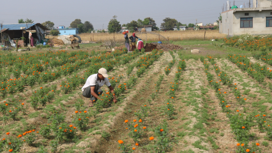 धनगढीमा बिष्ट दम्पतीको नर्सरीमा फूल्न थाले ८ हजार बोट सयपत्री