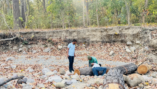 कैलालीको साझेदारी वनामा स्थानीयलाई रोजगारी, दैनिक एक हजार आम्दानी