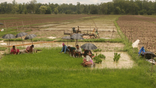 सुदूरपश्चिममा २३ प्रतिशत रोपाइँ सम्पन्न, यस्तो छ धान खेतीको अवस्था