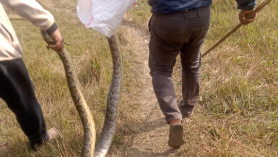 घोडाघोडीको विद्यालय प्राङ्गणमा अजिङ्गर फेला