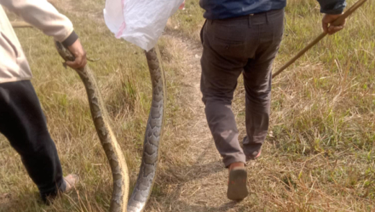 Python rescued from school premises in Ghodaghodi