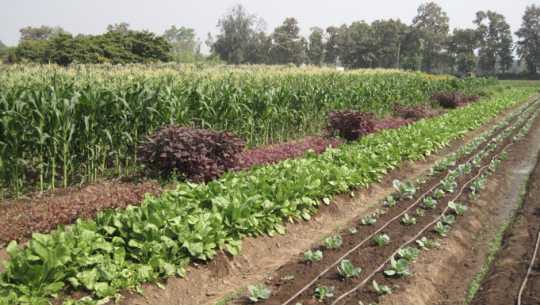 फाइल फोटो