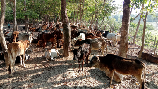 टीकापुरमा रहेको गौशालामा व्यवस्थापन गरिएका छाडा पशुचौपाया।