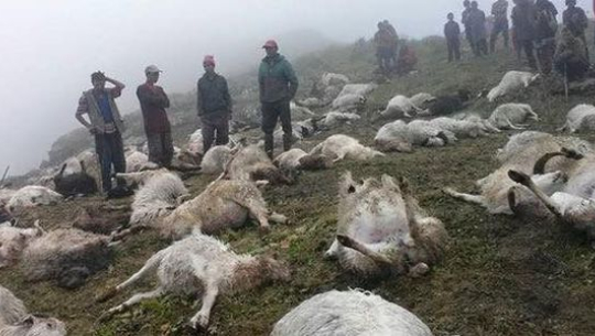 चट्याङ लागेर २ सय ५० भेडा मरे