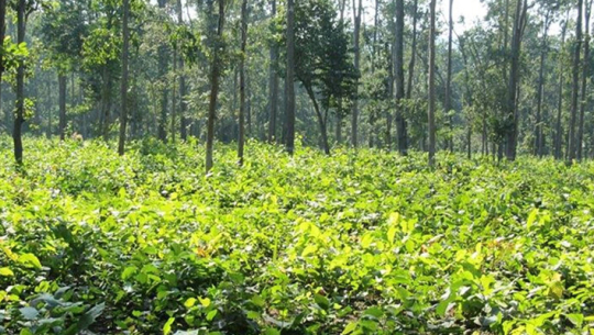 कैलालीमा बैज्ञानिक वन व्यवस्थापनले वनको हैसियत सुधार हुदै (अडियो रिर्पोट सहित )