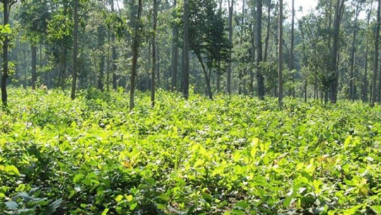 वैज्ञानिक वन व्यवस्थापन कार्यक्रम लागु भएको कैलालीको रानीफाटा सामुदायिक वन, तस्विर : दिनेश खवर