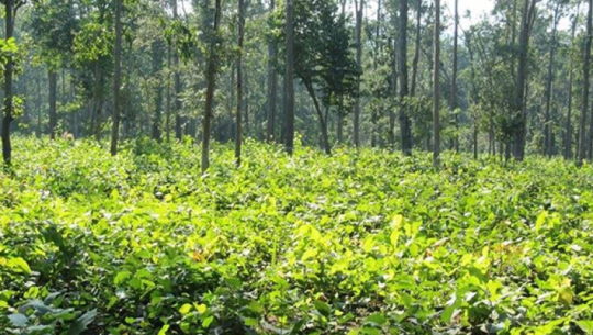 बाह्रवन बारे संसदीय समितिको प्रतिवेदनः राजनीतिक प्रतिशोध साध्न आएको आरोप