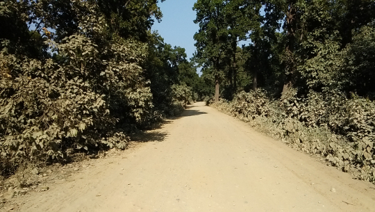 कलुवापुर–बेलौरी सडक निर्माण अलपत्र