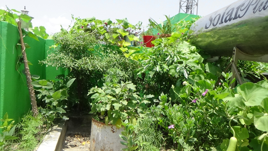 धनगढीमा फस्टाउँदै कौँसी खेती