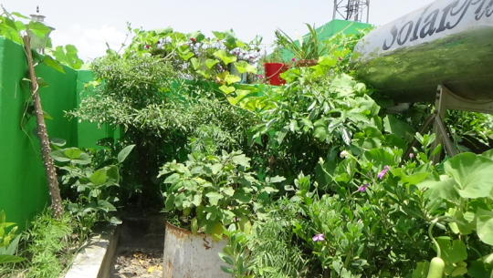 कौसी खेती गर्ने पुरस्कृत