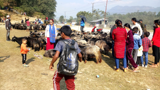 पोखराको सिम्पानीमा बिक्रीका लागि राखिएका च्याङ्ग्रा 