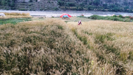 बझाङका किसानलाई गहुँबाली भित्राउन समस्या