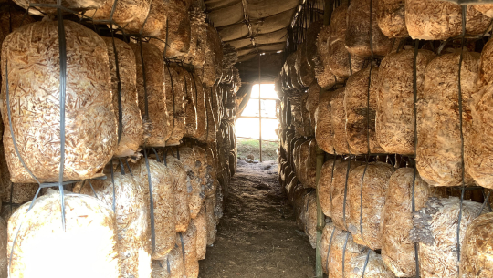 च्याउखेतीबाटै सन्तुष्टि