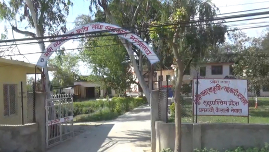 कैलालीमा कृषि अनुदानमा पहुँचवालाकै रजाई, वास्तविक किसान सधै मारमा