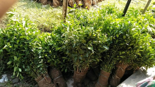 सुन्तला खेतीमा जुट्न थाले युवा