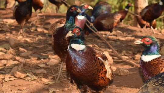 बैंकको जागिर छाडेर व्यावसायिक कालिजपालन