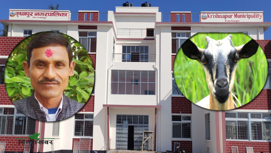 कञ्चनपुरका मेयर हमालको 'रक्सी काण्ड'को भित्रि रहस्य: कैलालीमा ‘बाख्रा’ अनुदान दिएको खुलासा