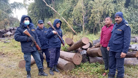 कञ्चनपुरमा ४५  क्युफिट अवैध काठ बरामद