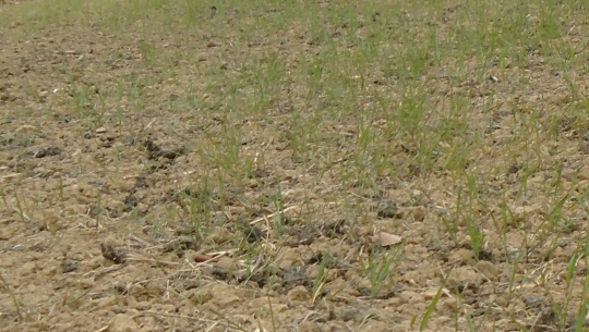  खडेरीले बैतडीसहित सुदूरपश्चिमका पहाडी जिल्लामा गहुँबाली सुक्दै