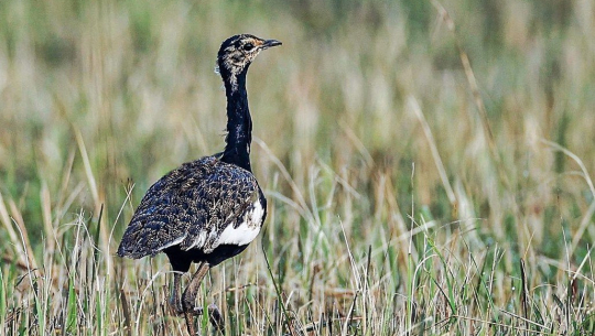 शुक्लाफाँटा राष्ट्रिय निकुञ्जमा दुर्लभ खरमयुरको गणना सुरु