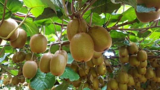 डडेल्धुरामा किवी खेतीतर्फ किसानको आकर्षण