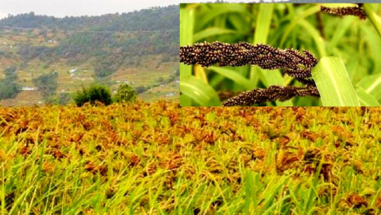 बैतडीमा लोप हुँदै कोदो खेती