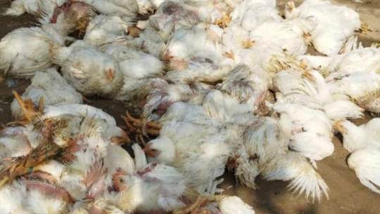 Authorities Seize Illegal Chickens from Kailali and Kanchanpur