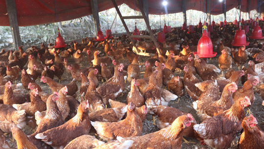 लकडाउनले कुखुरा व्यवसाय धरापमा