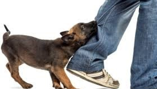 बैतडीमा बौलाहा कुकुरले १० जनालाई टोक्यो