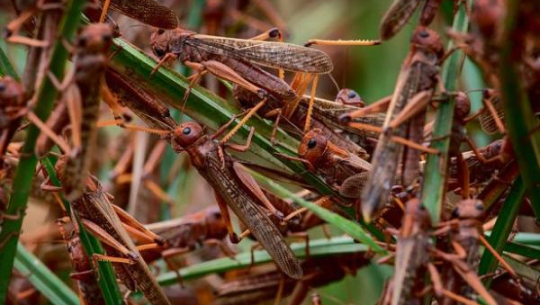 पानी परेपछि सलहको जोखिम कम हुने