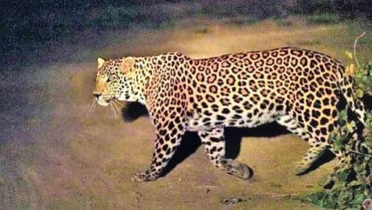 फाइल फोटो 