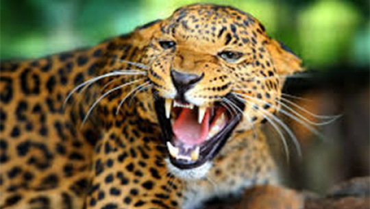 Three injured in cheetah attack in Pokhara